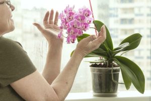 Uprawa pelargonii pachnącej w mieszkaniu: poradnik dla miłośników roślin ozdobnych i leczniczych