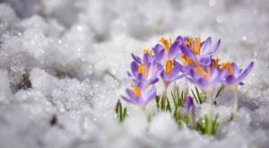 Kwiaty, które kwitną w śniegu: wspaniałe zdjęcia wiosennych kwiatów