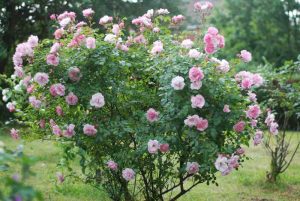 Róża dzika: cechy i sposób uprawy w ogrodzie